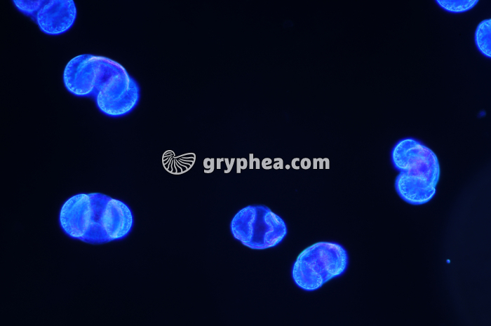 Pollen Pin x 100 - gryphea.com